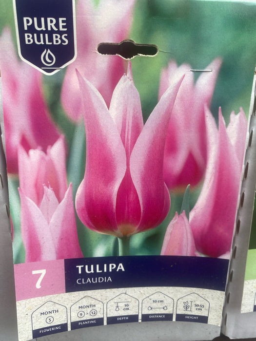 Tulipa Claudia