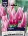 Tulipa Claudia