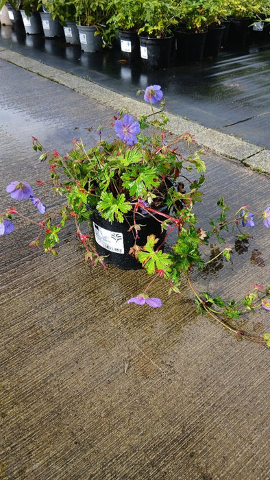 Geranium Rozanne