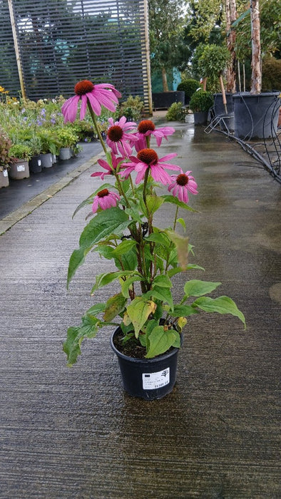 Echinacea p. 'Magnus'