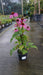 Echinacea p. 'Magnus'