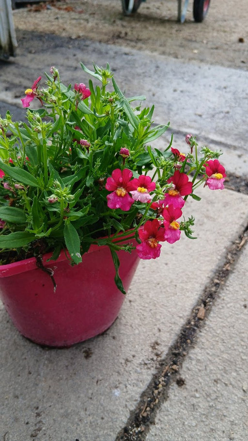 Nemesia 'Berry Delight'