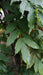Wisteria 'Mercury'