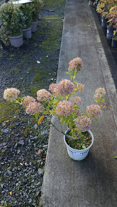 Hydrangea pan. Little Lime