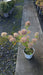 Hydrangea pan. Little Lime