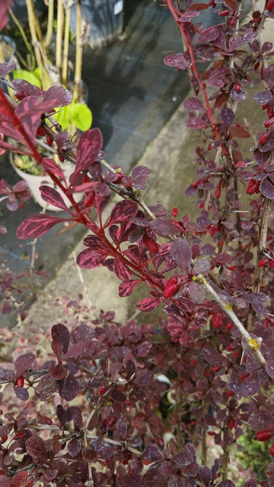 Berberis thunb. 'Rose Glow'
