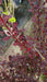 Berberis thunb. 'Rose Glow'