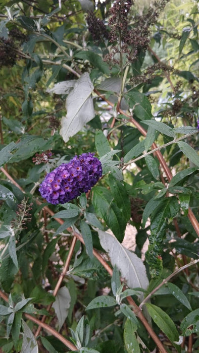 Buddleja d. 'Black Knight'