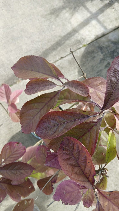 Callicarpa bod. 'Profusion'