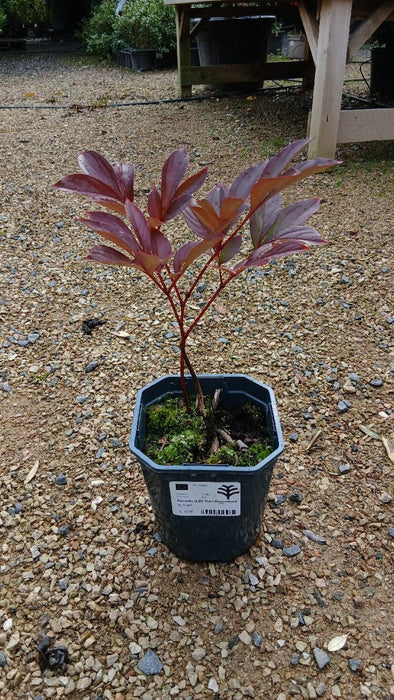 Paeonia (LD) 'Karl Rosenfield'