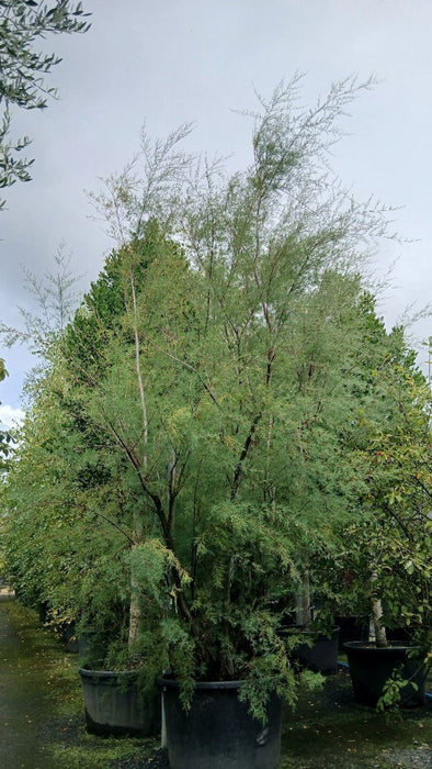 Tamarix tetrandra