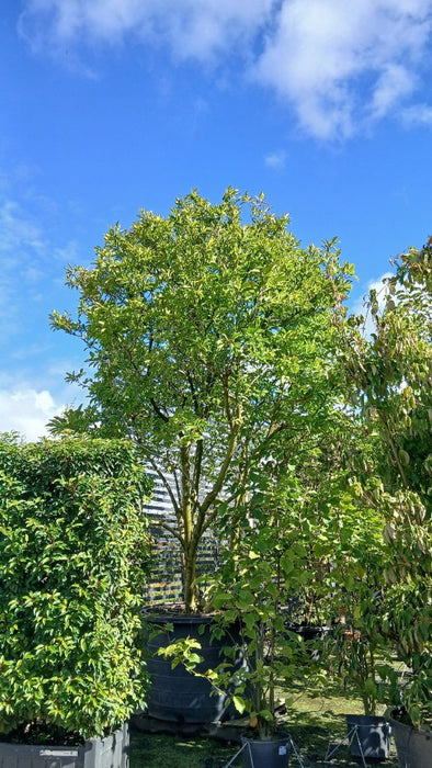 Magnolia 'Susan'