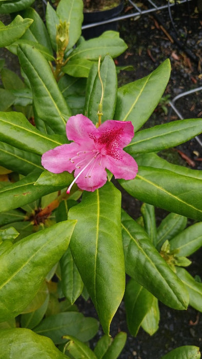 Rhododendron 'Cosmopolitan'