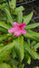 Rhododendron 'Cosmopolitan'