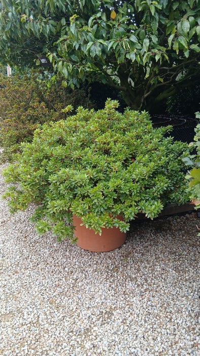 AZALEA JAPONICA
