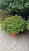 AZALEA JAPONICA