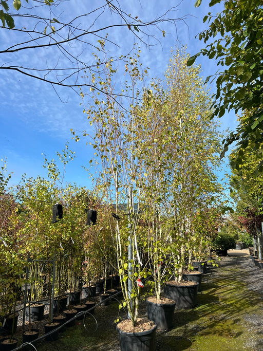 Betula utilis jacquemontii