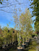 Betula utilis jacquemontii
