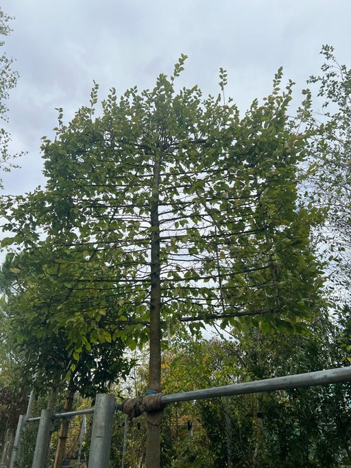 Carpinus betulus