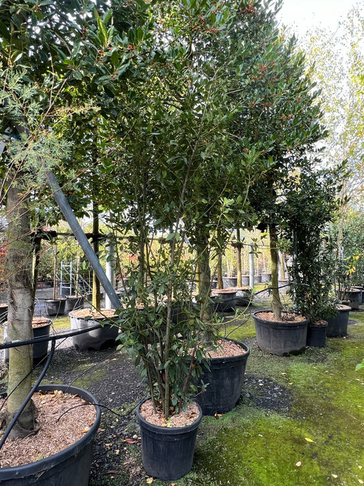 Laurus nobilis
