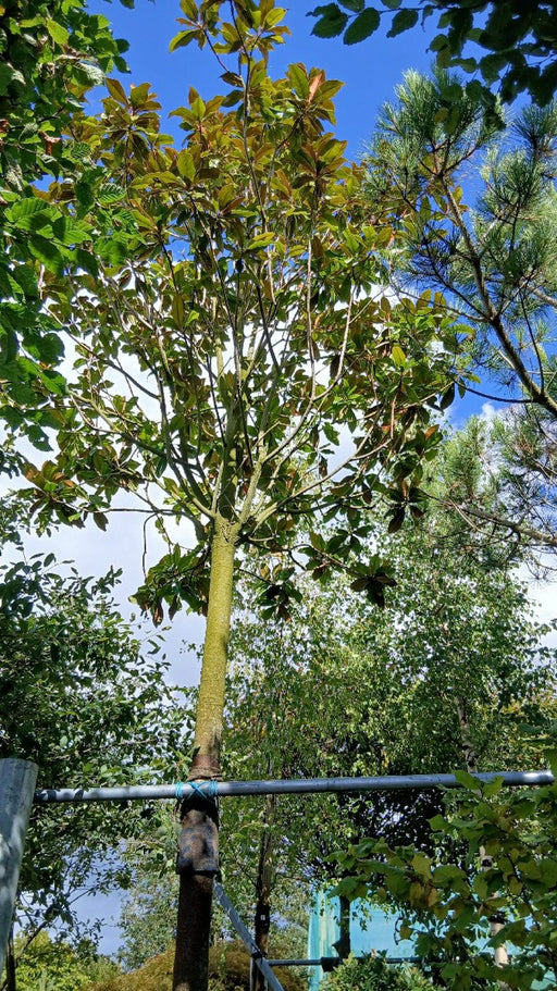 Magnolia grandiflora 'Gallissoniere'