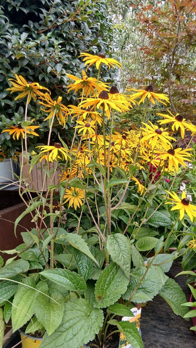 Rudbeckia f. 'Goldsturm'