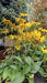 Rudbeckia f. 'Goldsturm'