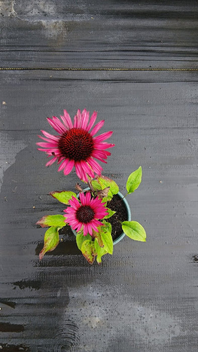 Echinacea p. 'Little Magnus'