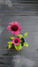 Echinacea p. 'Little Magnus'