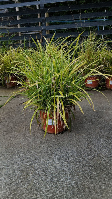 Carex morrowii 'Ice Dance'