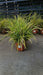 Carex morrowii 'Ice Dance'