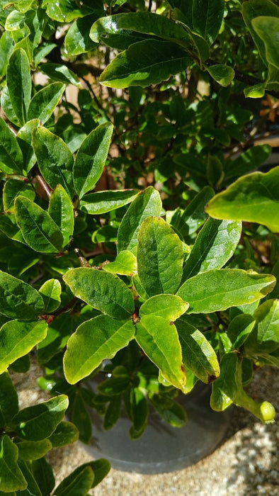 Magnolia loebneri