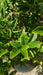 Magnolia loebneri