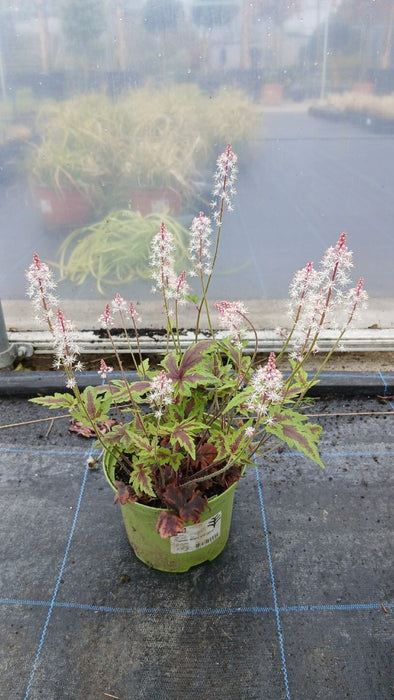 Tiarella 'Sugar and Spice'