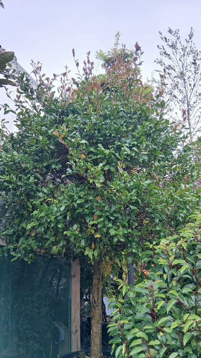 Camellia sas. 'Cleopatra'