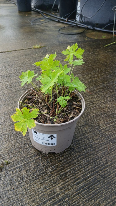 Geranium ph. 'Album'