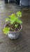 Geranium ph. 'Album'