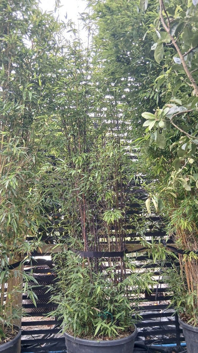 Phyllostachys nigra