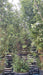 Phyllostachys nigra