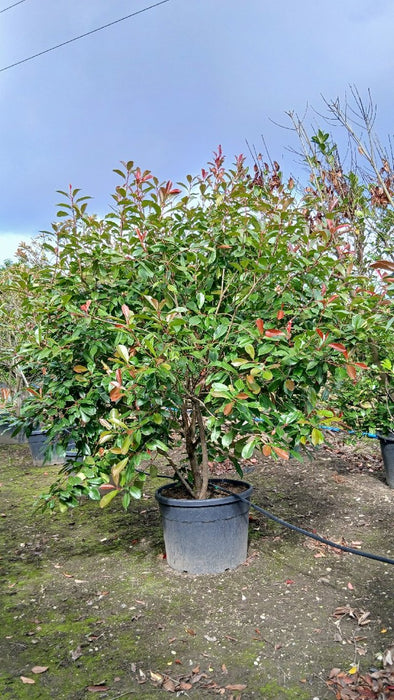 Photinia fraseri 'Red Robin'