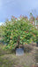 Photinia fraseri 'Red Robin'