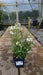 Physostegia v. 'Alba'