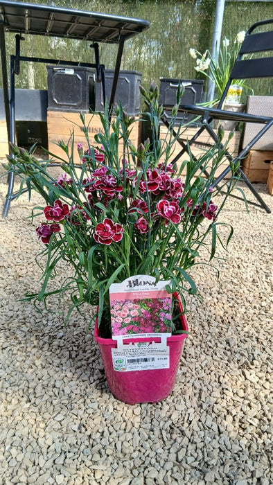 Dianthus Capitan Cologne