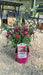 Dianthus Capitan Cologne