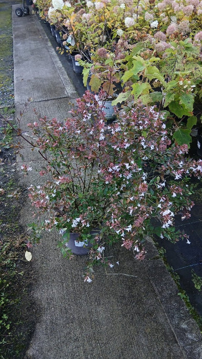 Hydrangea quercifolia