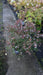 Hydrangea quercifolia
