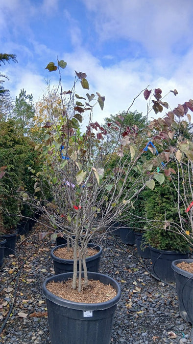 Cercis can. Red Force