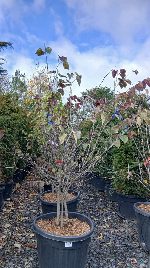 Cercis canadensis 'Red Force'