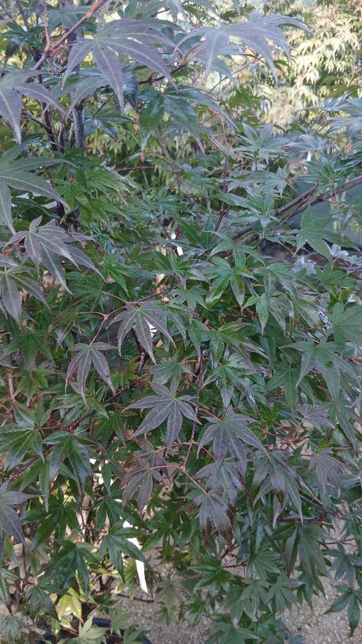 Acer palmatum 'Atropurpureum'