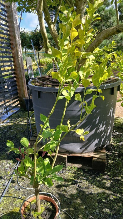 Citrus 'Lemox'